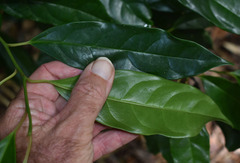 Apodytes brachystylis