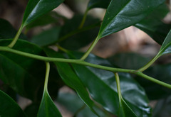 Apodytes brachystylis