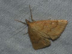 Psammotis pulveralis