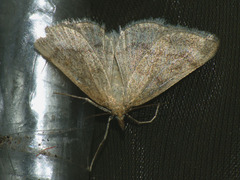 Psammotis pulveralis