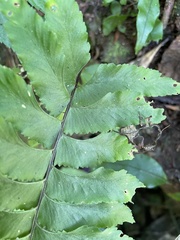 Hymenasplenium excisum
