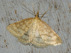 Psammotis pulveralis
