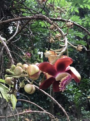 Couroupita guianensis