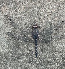 Bradinopyga geminata