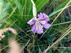 Iris dichotoma