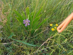 Iris dichotoma