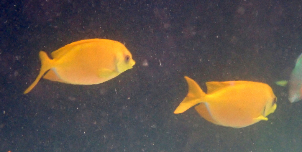 Blue-spotted spinefoot