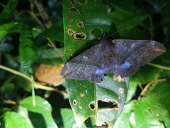 Ischyja manlia
