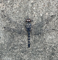 Bradinopyga geminata