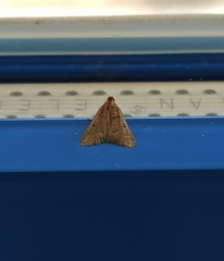 Bostra obsoletalis
