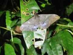 Ischyja manlia