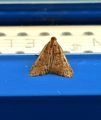 Bostra obsoletalis
