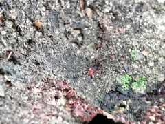 Mycetomoellerius jamaicensis