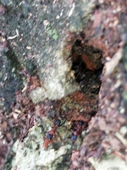 Mycetomoellerius jamaicensis