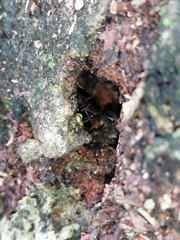 Mycetomoellerius jamaicensis