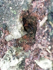 Mycetomoellerius jamaicensis