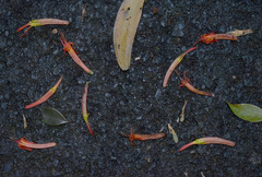 Dendrophthoe curvata