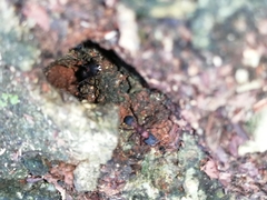 Mycetomoellerius jamaicensis