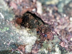 Mycetomoellerius jamaicensis