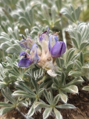 Lupinus breweri bryoides