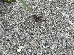 Xysticus texanus