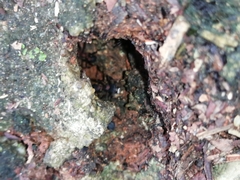 Mycetomoellerius jamaicensis