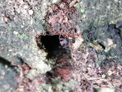 Mycetomoellerius jamaicensis