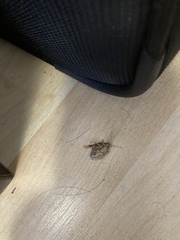 Halyomorpha halys