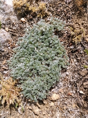 Lupinus breweri bryoides