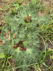 Arctopus monacanthus