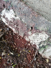 Mycetomoellerius jamaicensis