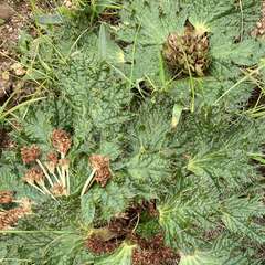 Arctopus monacanthus