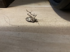 Halyomorpha halys