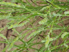 Corispermum hyssopifolium