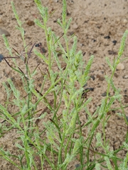 Corispermum hyssopifolium