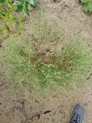 Corispermum hyssopifolium