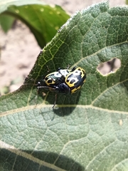 Zygogramma signatipennis