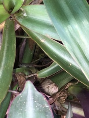 Anolis sagrei