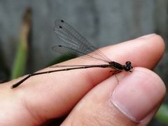 Coenagrionidae