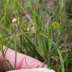 Centella macrocarpa