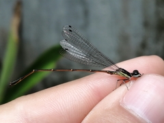 Coenagrionidae