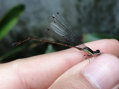 Coenagrionidae