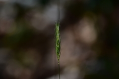Hordelymus europaeus