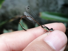 Coenagrionidae