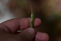 Hordelymus europaeus