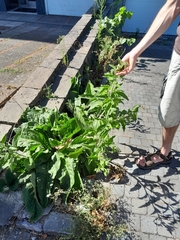 Symphytum officinale