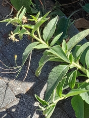 Symphytum officinale