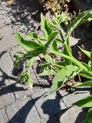 Symphytum officinale