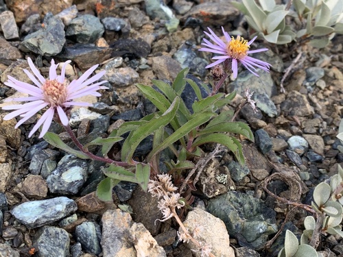 Siberian Aster