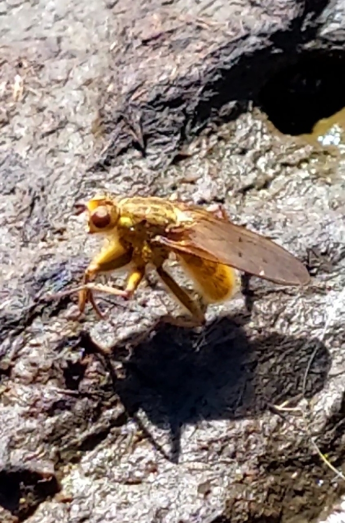 Golden Dung Fly from Gemeinde St. Radegund bei Graz, Österreich on ...